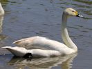 Bewick's Swan (WWT Slimbridge 06/07/13) ©Nigel Key