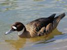 Bronze-Winged Duck (WWT Slimbridge 06/07/13) ©Nigel Key