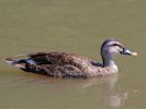 Spot-Billed Duck (WWT Slimbridge 06/07/13) ©Nigel Key