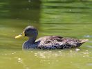 Yellow-Billed Duck (WWT Slimbridge 06/07/13) ©Nigel Key