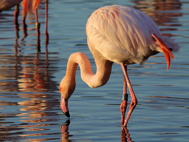 Greater Flamingo (WWT Slimbridge 23/11/13) ©Nigel Key