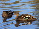 African Black Duck (WWT Slimbridge November 2013) - pic by Nigel Key