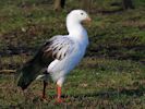 Andean Goose (WWT Slimbridge 23/11/13) ©Nigel Key