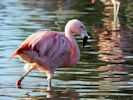 Chilean Flamingo (WWT Slimbridge 23/11/13) ©Nigel Key