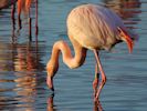 Greater Flamingo (WWT Slimbridge November 2013) ©Nigel Key