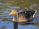 Greylag Goose (WWT Slimbridge 23/11/13) ©Nigel Key