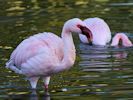 Lesser Flamingo (WWT Slimbridge November 2013) - pic by Nigel Key