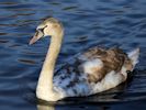 Mute Swan (WWT Slimbridge November 2013) - pic by Nigel Key