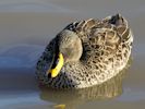 Yellow-Billed Duck (WWT Slimbridge November 2013) - pic by Nigel Key