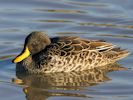 Yellow-Billed Duck (WWT Slimbridge 23/11/13) ©Nigel Key