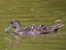 African Black Duck (WWT Slimbridge 25/05/13) ©Nigel Key