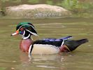 American Wood Duck (WWT Slimbridge 25/05/13) ©Nigel Key