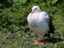 Andean Goose (WWT Slimbridge 25/05/13) ©Nigel Key