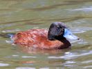 Argentinian Ruddy Duck (WWT Slimbridge 25/05/13) ©Nigel Key