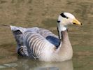 Bar-Headed Goose (WWT Slimbridge 25/05/13) ©Nigel Key