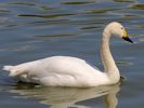 Bewick's Swan (WWT Slimbridge 25/05/13) ©Nigel Key