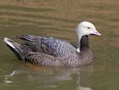 Emperor Goose (WWT Slimbridge 25/05/13) ©Nigel Key