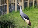 Grey-Crowned Crane (WWT Slimbridge 25/05/13) ©Nigel Key