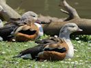 Orinoco Goose (WWT Slimbridge 25/05/13) ©Nigel Key