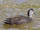 Pacific Black Duck (WWT Slimbridge 25/05/13) ©Nigel Key