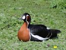 Red-Breasted Goose (WWT Slimbridge 25/05/13) ©Nigel Key