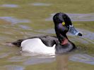 Ring-Necked Duck (WWT Slimbridge 25/05/13) ©Nigel Key