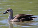 Spot-Billed Duck (WWT Slimbridge 25/05/13) ©Nigel Key