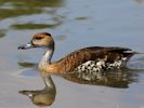 West Indian Whistling Duck (WWT Slimbridge 25/05/13) ©Nigel Key
