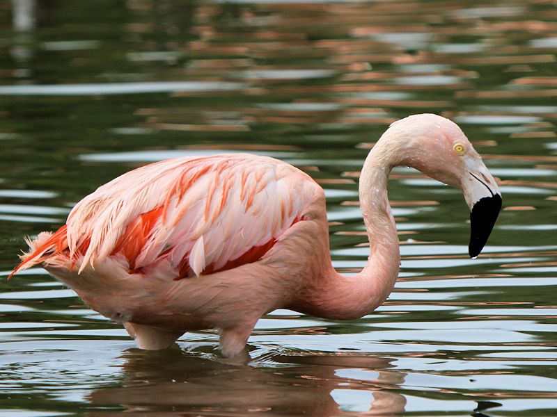 Chilean Flamingo (WWT Slimbridge 26/07/13) ©Nigel Key