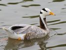 Bar-Headed Goose (WWT Slimbridge 26/07/13) ©Nigel Key