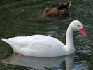 Coscoroba Swan (WWT Slimbridge 26/07/13) ©Nigel Key