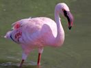 Lesser Flamingo (WWT Slimbridge 26/07/13) ©Nigel Key