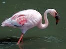 Lesser Flamingo (WWT Slimbridge 26/07/13) ©Nigel Key