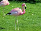 Andean Flamingo (WWT Slimbridge 26/07/13) ©Nigel Key