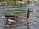 Greylag Goose (WWT Slimbridge 26/07/13) ©Nigel Key