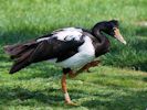 Magpie Goose (WWT Slimbridge July 2013) - pic by Nigel Key