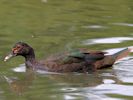 Muscovy Duck (WWT Slimbridge 26/07/13) ©Nigel Key