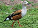 Orinoco Goose (WWT Slimbridge 26/07/13) ©Nigel Key