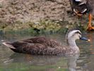 Spot-Billed Duck (WWT Slimbridge 26/07/13) ©Nigel Key