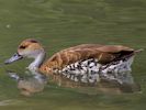 West Indian Whistling Duck (WWT Slimbridge July 2013) - pic by Nigel Key