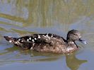 African Black Duck (WWT Slimbridge 16/03/14) ©Nigel Key