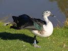 South African Comb Duck (WWT Slimbridge 20) - pic by Nigel Key