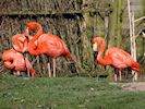 American Flamingo (WWT Slimbridge 16/03/14) ©Nigel Key