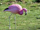 Andean Flamingo (WWT Slimbridge 16/03/14) ©Nigel Key