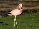 Andean Flamingo (WWT Slimbridge 16/03/14) ©Nigel Key