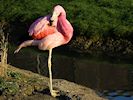 Andean Flamingo (WWT Slimbridge March 2014) - pic by Nigel Key