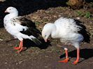 Andean Goose (WWT Slimbridge 16/03/14) ©Nigel Key