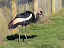 Black-Crowned Crane (WWT Slimbridge 16/03/14) ©Nigel Key