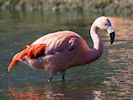 Chilean Flamingo (WWT Slimbridge 16/03/14) ©Nigel Key