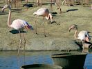 Greater Flamingo (WWT Slimbridge 16/03/14) ©Nigel Key